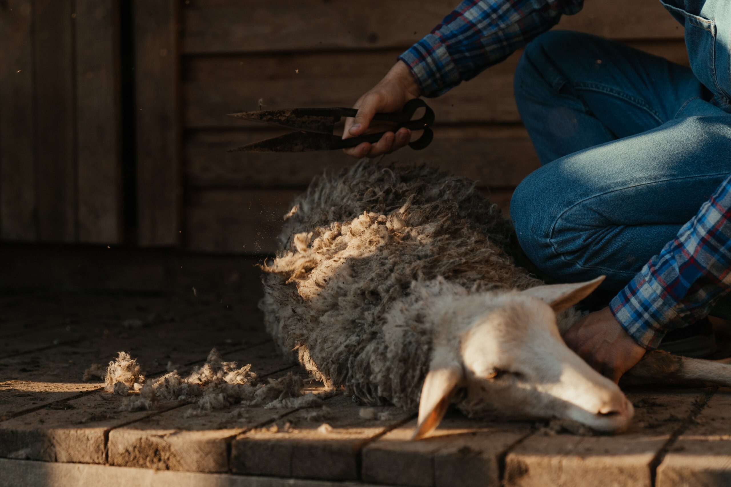 Hur fårskinn blev en populär inredningsdetalj