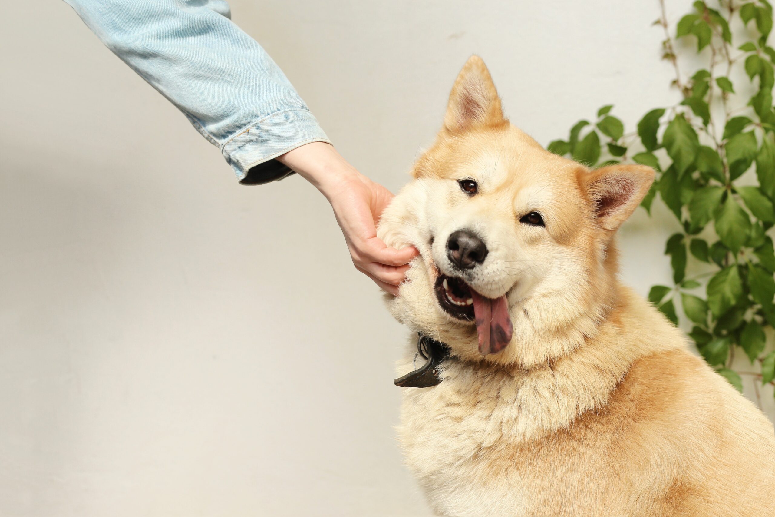 Hur du väljer rätt hundhalsband för din hund